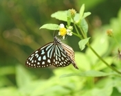 昆虫