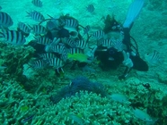 Array