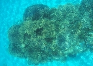 Array