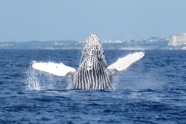 沖縄ホエールウォッチング特集 大迫力 冬の大人気プラン